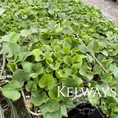 Dichondra micrantha (9cm pot) Dichondra micrantha (9cm pot)