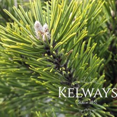 Pinus mugo 'Gnom' Pinus mugo 'Gnom'