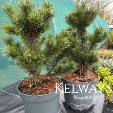 Pinus mugo 'Gnom' Pinus mugo 'Gnom'