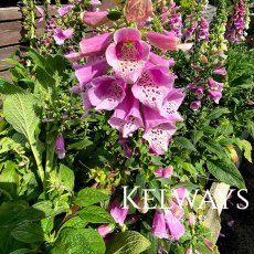 Digitalis purpurea (9cm pot) Digitalis purpurea (9cm pot)