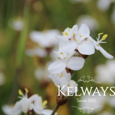 Libertia chilensis (9cm pot) Libertia chilensis (9cm pot)