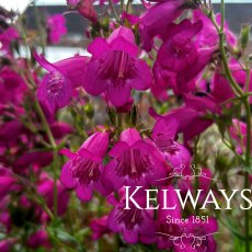 Penstemon 'Pensham Just Jayne' (Pensham Series) (2 litre pot) Penstemon 'Pensham Just Jayne' (Pensham Series) (2 litre pot)