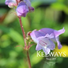 Penstemon 'Sour Grapes' (3 litre pot) Penstemon 'Sour Grapes' (3 litre pot)