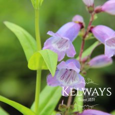 Penstemon 'Sour Grapes' (3 litre pot) Penstemon 'Sour Grapes' (3 litre pot)