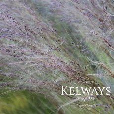 Stipa tenuissima (2 litre pot) Stipa tenuissima (2 litre pot)