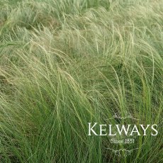 Stipa tenuissima (2 litre pot) Stipa tenuissima (2 litre pot)