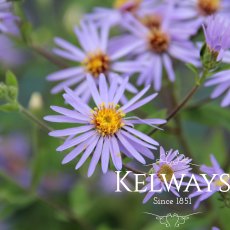 Eurybia x herveyi (2 litre pot) Eurybia x herveyi (2 litre pot)