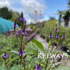 Verbena hastata (3 litre pot) Verbena hastata (3 litre pot)