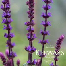 Salvia nemorosa 'Caradonna' (2 litre pot) Salvia nemorosa 'Caradonna' (2 litre pot)