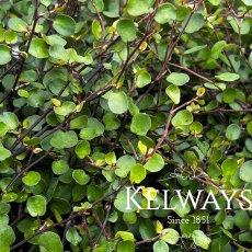 Muehlenbeckia complexa (1.5 litre pot) Muehlenbeckia complexa (1.5 litre pot)