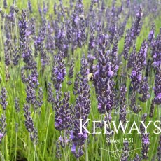 Lavandula x intermedia 'Grosso' (7.5 litre pot) Lavandula x intermedia 'Grosso' (7.5 litre pot)