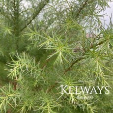 Cryptomeria japonica (Elegans Group) 'Elegans' (10 litre pot) Cryptomeria japonica (Elegans Group) 'Elegans' (10 litre pot)