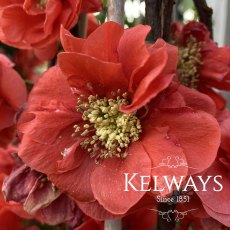 Chaenomeles speciosa MANGO STORM ('Mincha01' PBR) (7.5 litre pot) Chaenomeles speciosa MANGO STORM ('Mincha01' PBR) (7.5 litre pot)