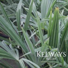 Trachycarpus fortunei (35 litre pot) (Multistem) Trachycarpus fortunei (35 litre pot) (Multistem)