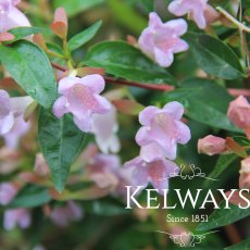 Abelia 'Edward Goucher' (7.5 litre pot) Abelia 'Edward Goucher' (7.5 litre pot)