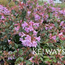 Abelia 'Edward Goucher' (15 litre pot) Abelia 'Edward Goucher' (15 litre pot)