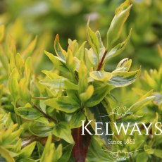 Abelia x grandiflora 'Kaleidoscope' PBR (v) (15 litre pot) Abelia x grandiflora 'Kaleidoscope' PBR (v) (15 litre pot)