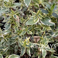 Abelia x grandiflora 'Sparkling Silver' (v) (15 litre pot) Abelia x grandiflora 'Sparkling Silver' (v) (15 litre pot)