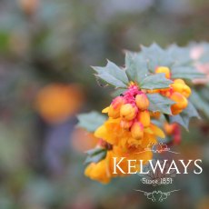 Berberis darwinii (3 litre pot) Berberis darwinii (3 litre pot)