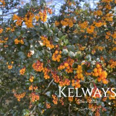 Berberis darwinii (3 litre pot) Berberis darwinii (3 litre pot)