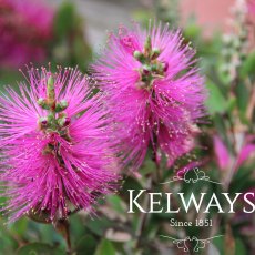 Callistemon HOT PINK ('Kkh01' PBR) (7.5 litre pot) Callistemon HOT PINK ('Kkh01' PBR) (7.5 litre pot)