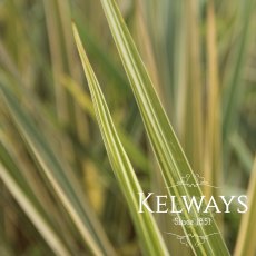 Cordyline australis 'Torbay Dazzler' (v) (20 litre pot) Cordyline australis 'Torbay Dazzler' (v) (20 litre pot)