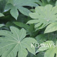 Fatsia japonica (10 litre pot) Fatsia japonica (10 litre pot)