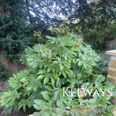 Fatsia japonica (10 litre pot) Fatsia japonica (10 litre pot)