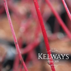 Cornus alba 'Sibirica' (7.5 litre pot) Cornus alba 'Sibirica' (7.5 litre pot)