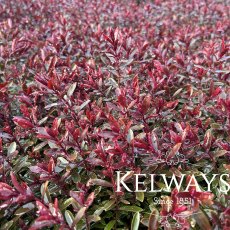 Hebe MATTY BROWN ('Tull 303' PBR) (5 litre pot) Hebe MATTY BROWN ('Tull 303' PBR) (5 litre pot)