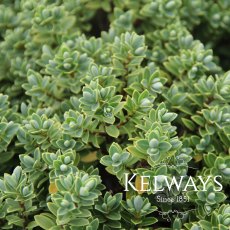 Hebe pinguifolia 'Sutherlandii' (7.5 litre pot) Hebe pinguifolia 'Sutherlandii' (7.5 litre pot)