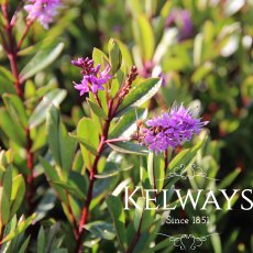 Hebe 'Blue Gem' (5 litre pot) Hebe 'Blue Gem' (5 litre pot)