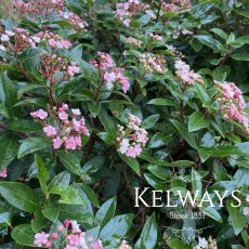Viburnum tinus 'Ladybird' (7.5 litre pot) Viburnum tinus 'Ladybird' (7.5 litre pot)