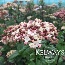 Viburnum tinus 'Ladybird' (7.5 litre pot) Viburnum tinus 'Ladybird' (7.5 litre pot)