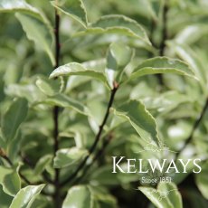 Pittosporum tenuifolium 'Silver Queen' (f/v) (40 litre pot) Pittosporum tenuifolium 'Silver Queen' (f/v) (40 litre pot)
