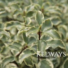 Pittosporum tenuifolium 'Variegatum' (m/v) (40 litre pot) Pittosporum tenuifolium 'Variegatum' (m/v) (40 litre pot)