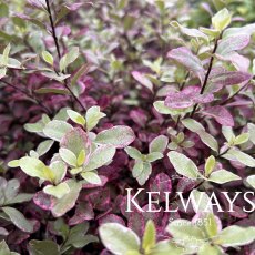 Pittosporum tenuifolium BANNOW BAY ('Breebay') (7.5 litre pot) Pittosporum tenuifolium BANNOW BAY ('Breebay') (7.5 litre pot)