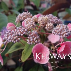 Hydrangea aspera HOT CHOCOLATE ('Haopr012' PBR) (7.5 litre pot) Hydrangea aspera HOT CHOCOLATE ('Haopr012' PBR) (7.5 litre pot)