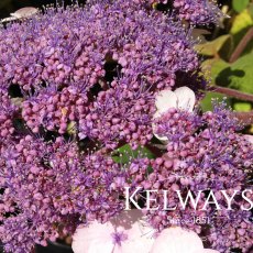 Hydrangea aspera subsp. sargentiana (35 litre pot) Hydrangea aspera subsp. sargentiana (35 litre pot)