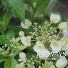Hydrangea RUNAWAY BRIDE SNOW WHITE ('Ushyd0405' PBR) (7.5 litre pot) Hydrangea RUNAWAY BRIDE SNOW WHITE ('Ushyd0405' PBR) (7.5 litre pot)