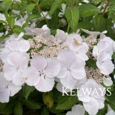 Hydrangea RUNAWAY BRIDE SNOW WHITE ('Ushyd0405' PBR) (7.5 litre pot) Hydrangea RUNAWAY BRIDE SNOW WHITE ('Ushyd0405' PBR) (7.5 litre pot)