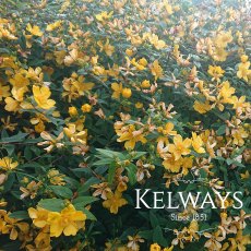 Hypericum x hidcoteense 'Hidcote' (3 litre pot) Hypericum x hidcoteense 'Hidcote' (3 litre pot)