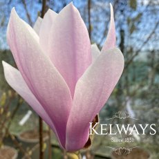 Magnolia x soulangeana 'Andre Leroy' (40 litre pot) Magnolia x soulangeana 'Andre Leroy' (40 litre pot)