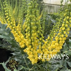 Mahonia x media 'Winter Sun' (20 litre pot) Mahonia x media 'Winter Sun' (20 litre pot)