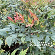 Nandina domestica 'Gulf Stream' (20 litre pot) Nandina domestica 'Gulf Stream' (20 litre pot)