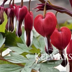 Dicentra spectabilis Valentine (2 litre pot) Dicentra spectabilis Valentine (2 litre pot)
