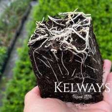 Lathyrus odoratus 'Incense Mixed' (9cm pot) Lathyrus odoratus 'Incense Mixed' (9cm pot)