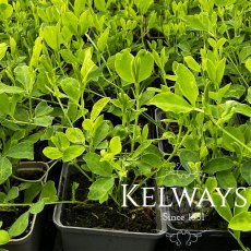 Lathyrus Perfume Delight (9cm pot) Lathyrus Perfume Delight (9cm pot)