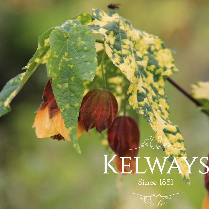 Abutilon x milleri hort. 'Variegatum'