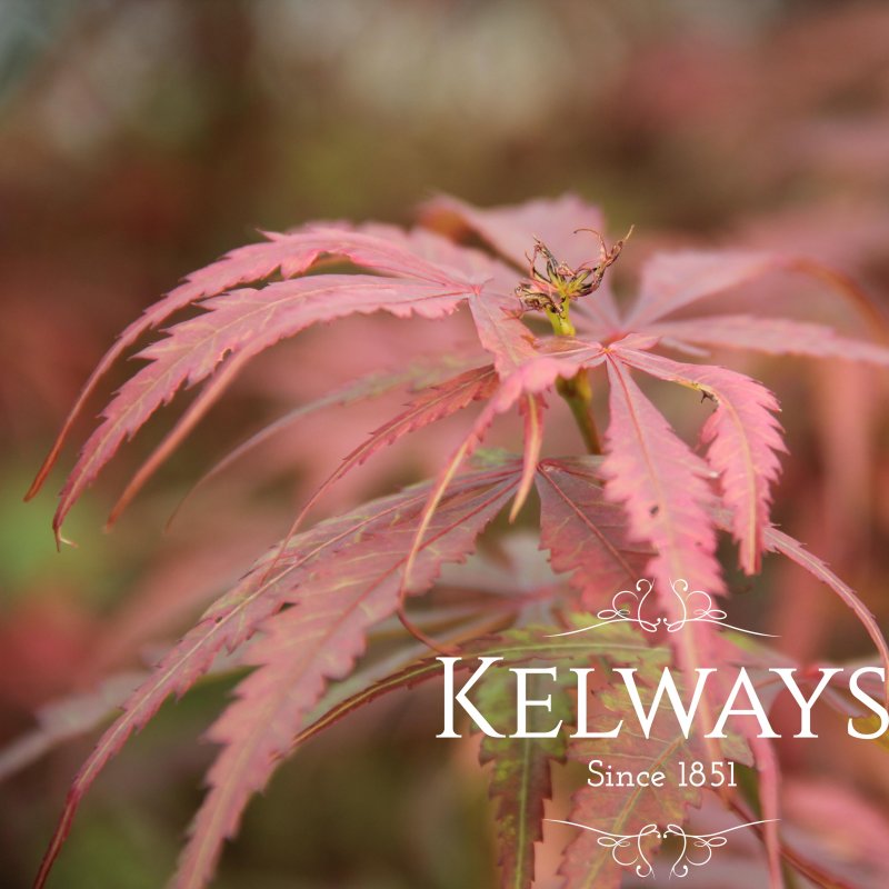 Acer palmatum 'Jerre Schwartz'